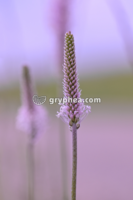 Plantain lancéolé - inflorescence (Plantago lanceolata) - gryphea.com